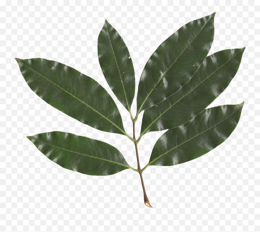 Filelitchi Chinensis Leafpng - Wikimedia Commons Lychee Leaf,Leaf Png