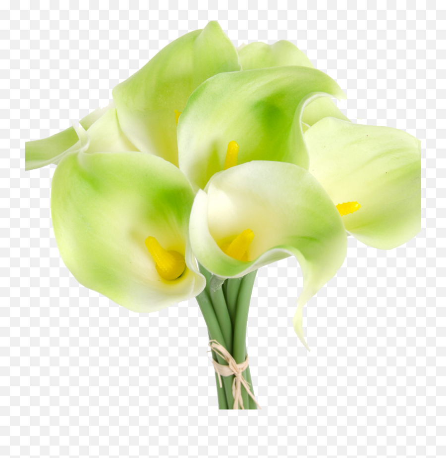 Calla Lilies Flowers Png Clipart