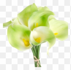Calla Lilies Flowers Png Clipart