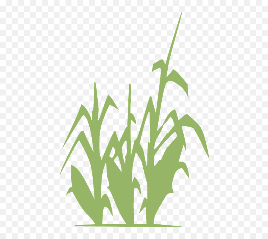 Png Farming 6 Image - Clipart Black And White Corn Stalks,Farming Png