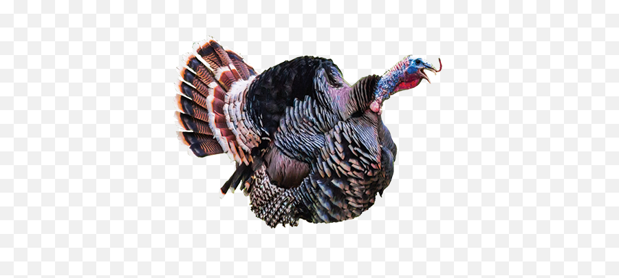Download Screaming Turkey Png Image With No Background - Turkey Clucking,Turkey Png