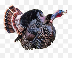 Download Screaming Turkey Png Image With No Background - Clucking