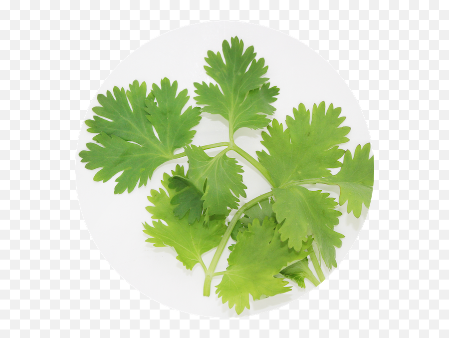 Transparent Png Image - Coriander Png,Cilantro Png