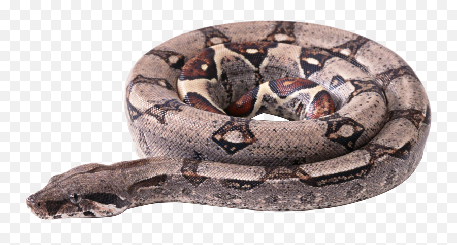 Snake Png Image Picture Download Free - Boa Constrictor Transparent Background,Snake Transparent Background