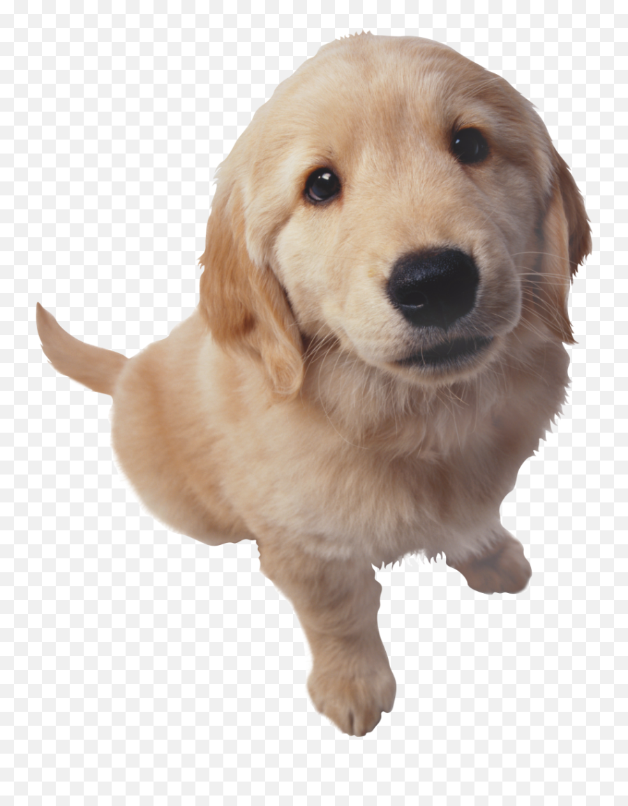 Golden Retriever Png Hd Photo Mart - Golden Retriever Puppy Png,Golden Retriever Transparent Background