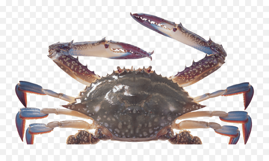 Free Transparent Png Images On Crab