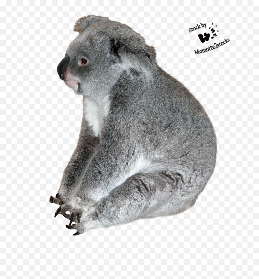 Download Koala Transparent Images - Transparent Koala Png,Koala Transparent