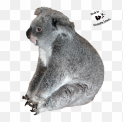 Download Koala Transparent Images - Transparent Koala Png,Koala Transparent