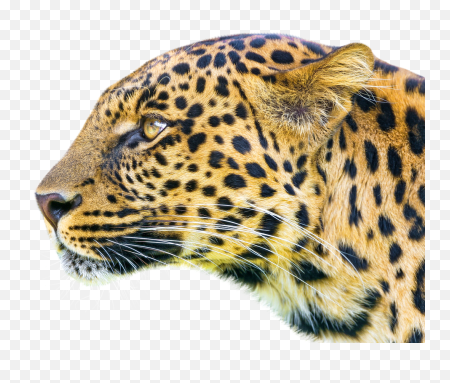 Leopard Jaguar Tiger Cheetah Lion - Leopardcheetah Free Png Siruthai  Png,Cheetah Png - free transparent png images 