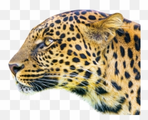 Leopard Jaguar Tiger Cheetah Lion - Leopardcheetah Free Png Siruthai Png,Cheetah Png