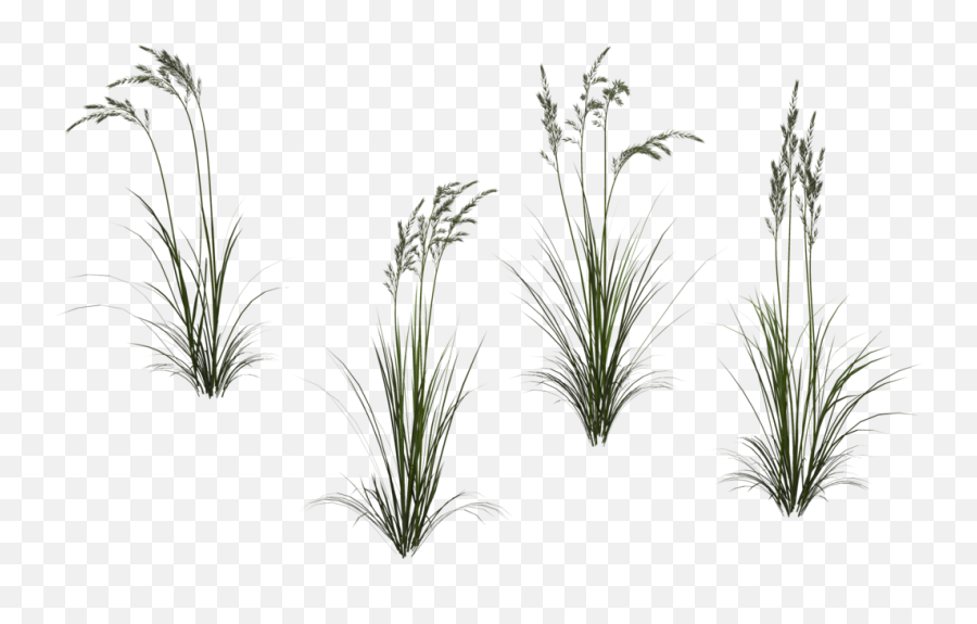 Long Grass Png High - Grass Long Stem With Flower,Long Grass Png