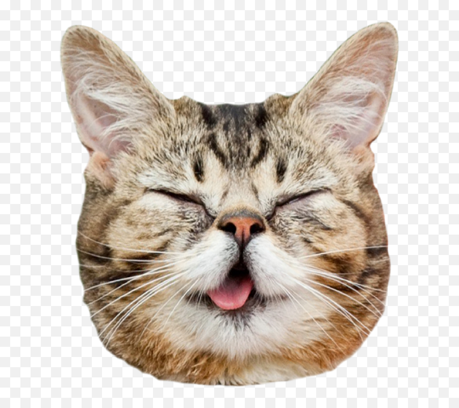 Download Transparent Cat Face Tumblr - Transparent Cat Face Png,Cat Face Transparent Background
