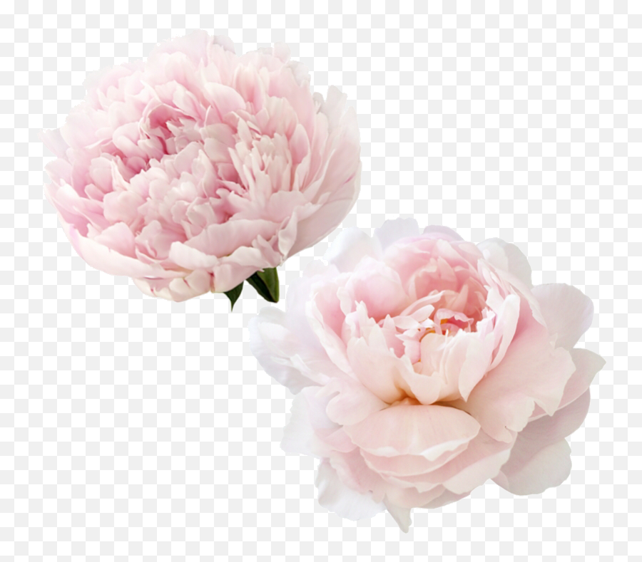 Kimberly L - Peony Flower Png,Peonies Png
