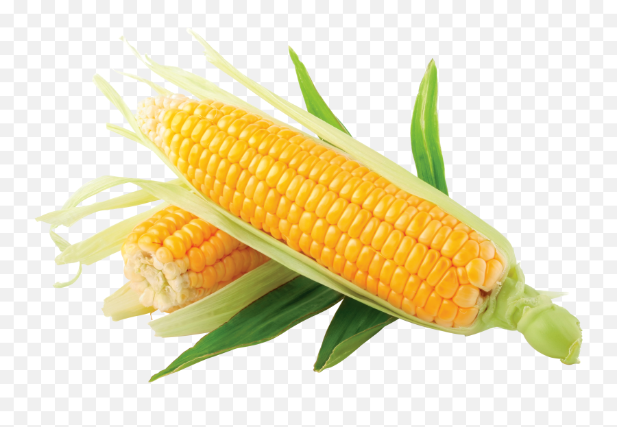 Free Corn - Corn Png,Corn Cob Png