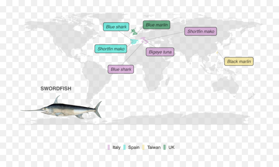 Swordfish Fs Seafood Ethics - Sailfish Png,Swordfish Png