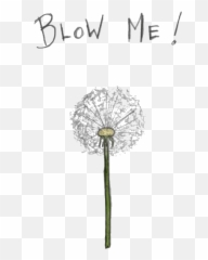 Dandelion Tumblr Transparent Png - Blowing Gif