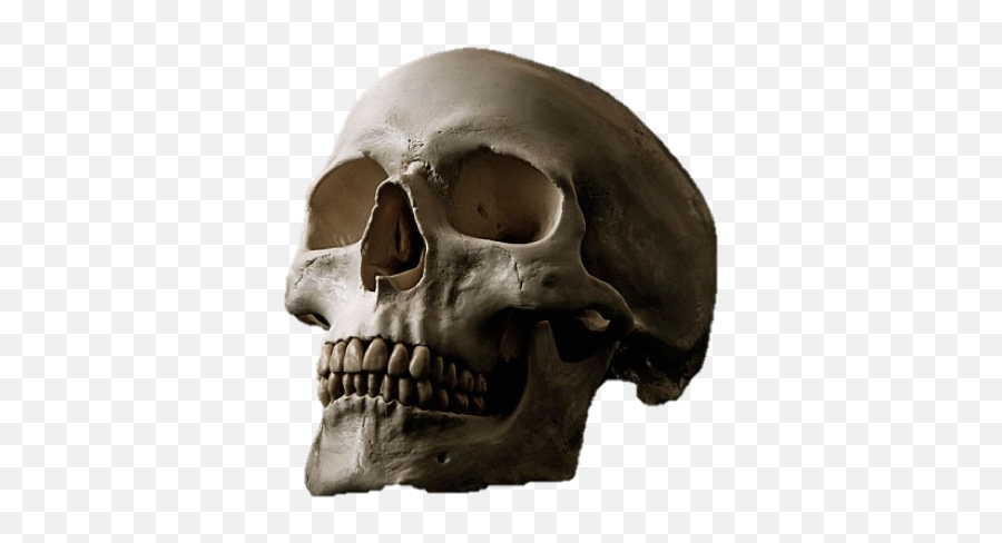 Human Skulls Skull Full Size Png Download Seekpng - Skull Looking Down,Human Skull Png
