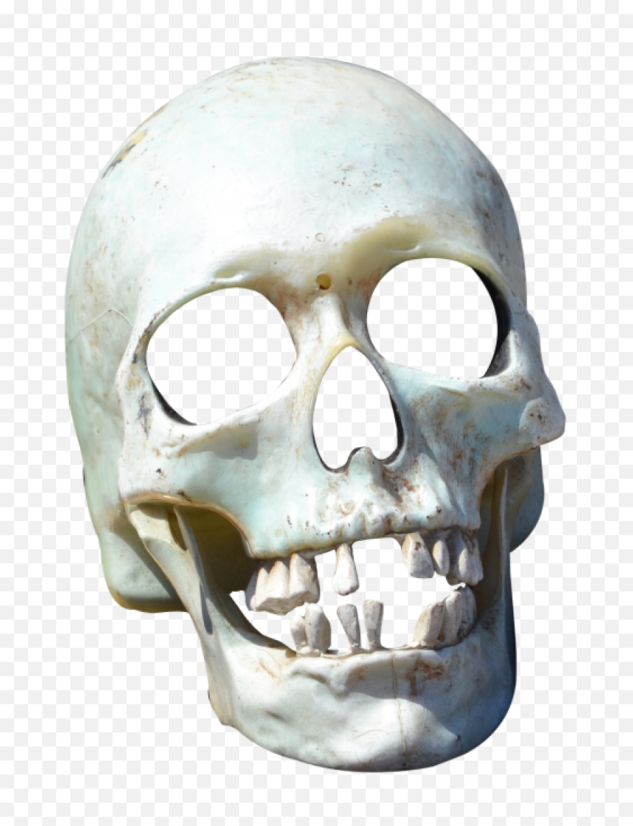 Skeleton Head Png Transparent Images - Transparent Skull Png,Skeleton Png Transparent
