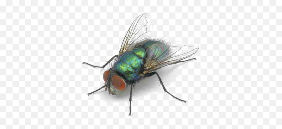 Bottle Fly - Blow Flies Png,Fly Transparent