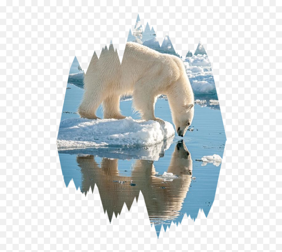 Iceberg Clipart Polar Bear - Polar Bear Reflection Png,Iceberg Png