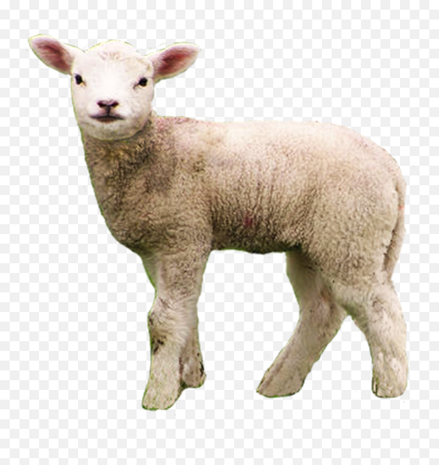 Lamb - Lamb Png,Sheep Transparent