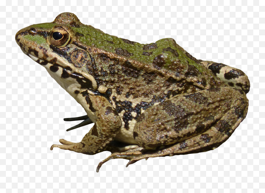 Frog Png Image For Free Download - Frog Png,Wednesday Frog Png