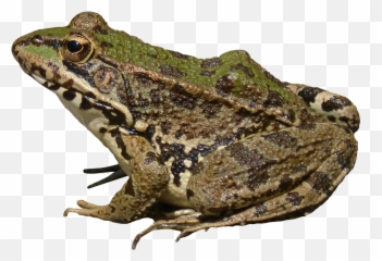 Frog Png Image For Free Download