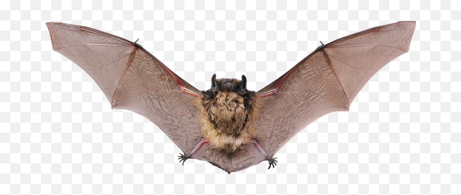 Bat Png Images - Brown Bat,Bats Transparent