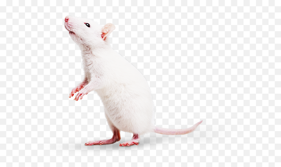 Mmpc Welcome - Mouse Png,Rodent Png