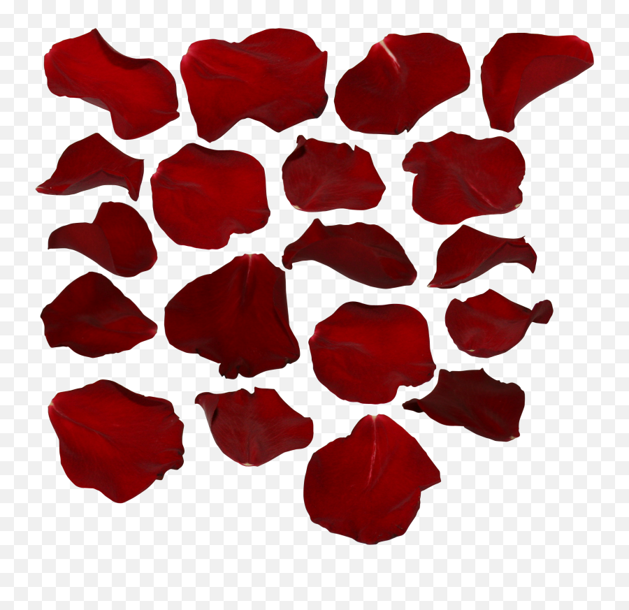 Red Rose Png Single Petal - Rose Petals With Transparent Background Free,Single Rose Png