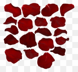 Red Rose Png Single Petal - Petals With Transparent Background Free