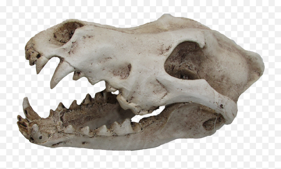 Urs Wolf Skull 240x130x130 Png