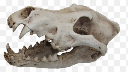 Urs Wolf Skull 240x130x130 Png