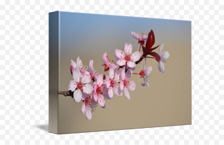 Cherry Blossom Flowers - Picture Frame Png,Cherry Blossom Flower Png