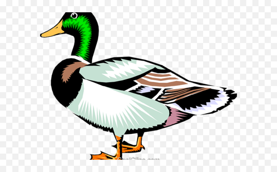 Mallard Duck Royalty Free Vector Clip - Duck Clipart Panda Png,Duck Clipart Png