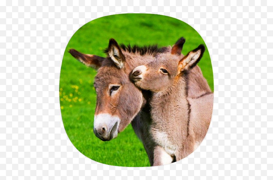 Donkey Sounds Apk 12 - Download Apk Latest Version Cute Donkey Png,Mule Icon