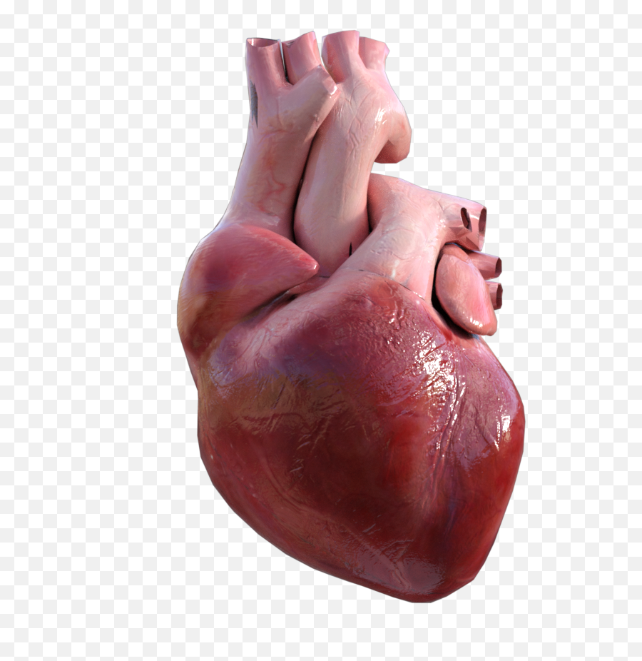 Idea - Heart Anatomy Png,Anatomical Heart Png
