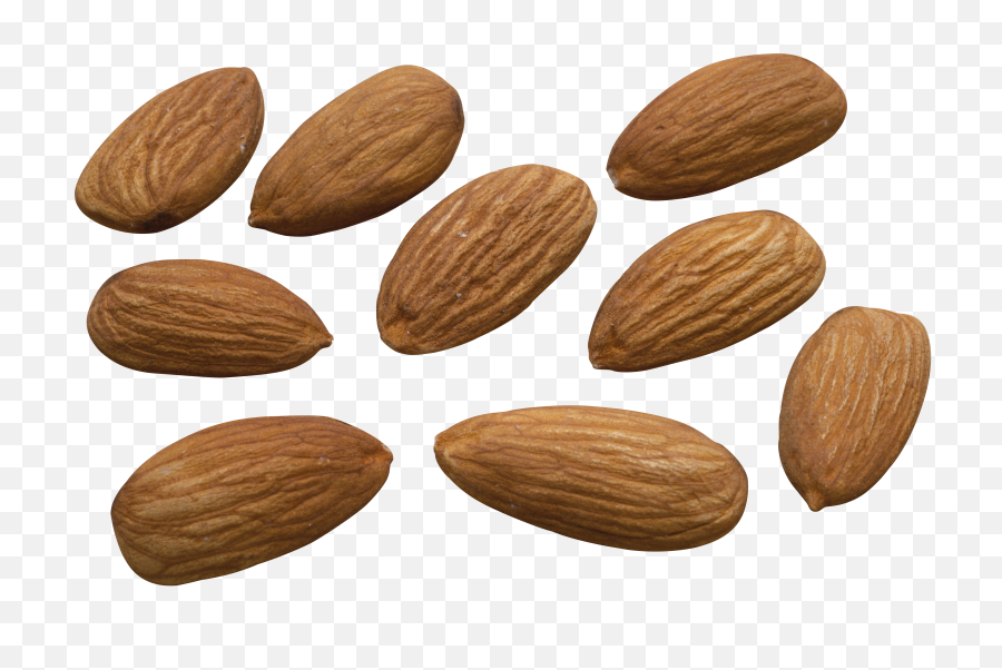 Walnut Vector Hd - Photo 7596 Transparent Image For Free Png,Walnut Transparent
