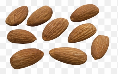 Walnut Vector Hd - Photo 7596 Transparent Image For Free Png,Walnut Transparent