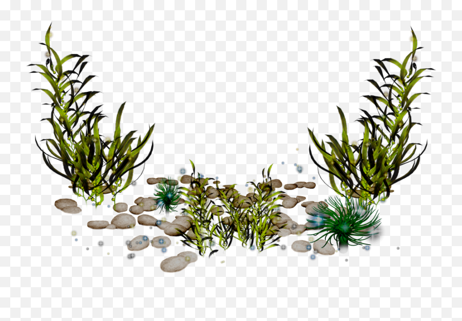 Clip Art - Transparent Seaweed Png,Algae Png