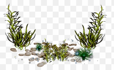 Clip Art - Transparent Seaweed Png,Algae Png