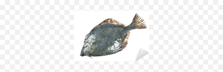 Flounder Sticker U2022 Pixers We Live To Change - Gulf Flounder Png,Flounder Png