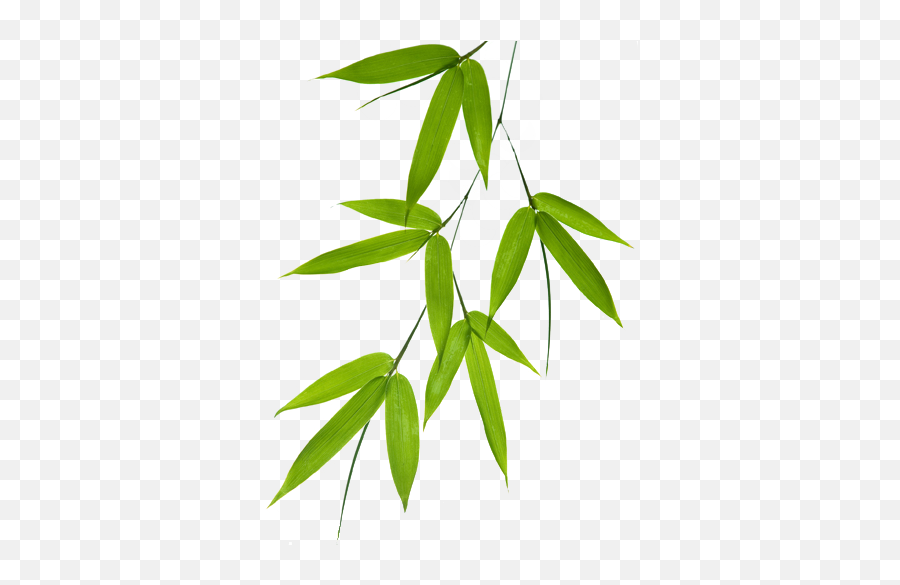 Bamboo Leaf Png - Bamboo Leaves Vector Png Full Size Png Bamboo Leaf Free Png,Leaf Png