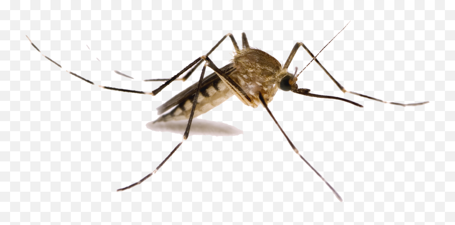 Download Mosquito Png Images - Transparent Background Mosquito Png,Transparent Pics