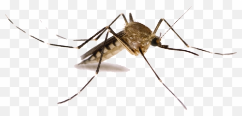 Download Mosquito Png Images - Transparent Background