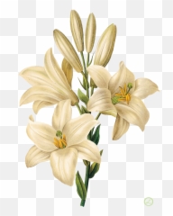 1281029png 11601600 Flower Drawing Botanical Art - Botanical Drawing Of Lilium,Lilies Png
