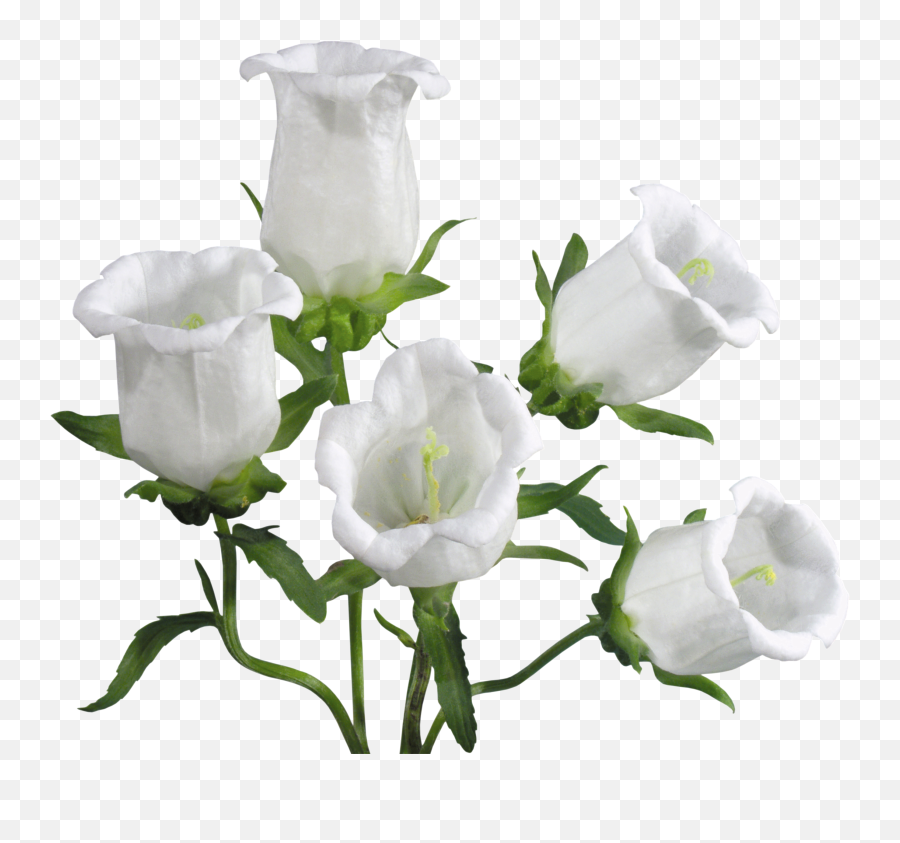 38 Bellflower Png Images Are Free To Download - Bell Flowers Transparent,White Flowers Png
