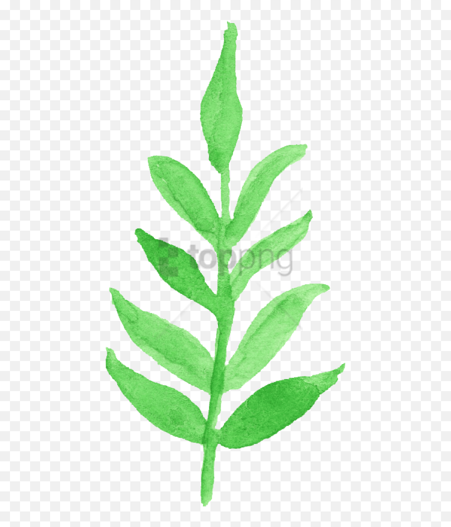 12 Watercolor Leaf Png Transparent Vol 2 Onlygfxcom - Watercolor Transparent Leaves Clipart,Plant Transparent