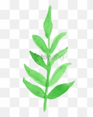 12 Watercolor Leaf Png Transparent Vol 2 Onlygfxcom - Watercolor Transparent Leaves Clipart,Plant Transparent