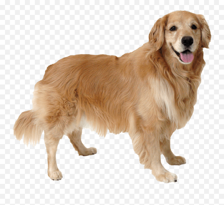 Paw Plans - River City Veterinary Hospital Meridian Id Png,Golden Retriever Transparent Background